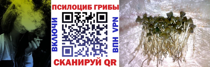 Галлюциногенные грибы GOLDEN TEACHER  Болотное 